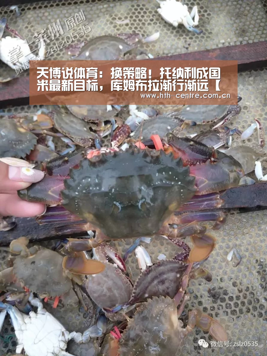 天博说体育:换策略!托纳利成国米最新目标,库姆布拉渐行渐远【华体会官网下载】(图1) 华体会官方平台